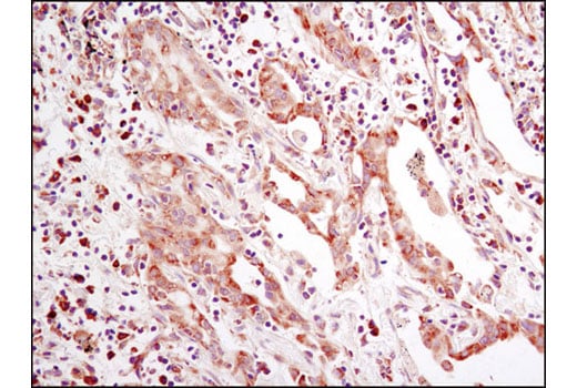 Immunohistochemistry Image 1: eIF2α (D7D3) XP<sup>®</sup> Rabbit mAb