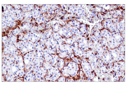 Immunohistochemistry Image 1: CSF-1R/M-CSF-R (E4T8Z) Rabbit mAb (BSA and Azide Free)