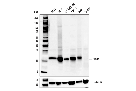 Western Blotting Image 1: CD81 (D3N2D) Rabbit mAb