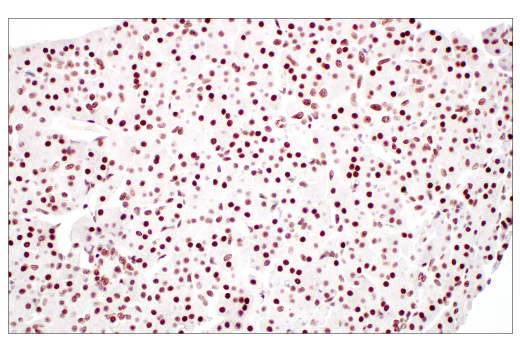 Immunohistochemistry Image 6: METTL3 (E3F2A) Rabbit mAb (BSA and Azide Free)