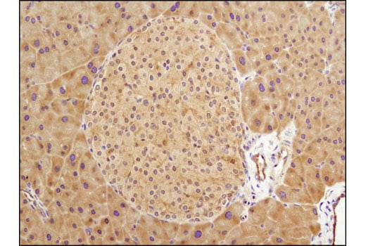 Immunohistochemistry Image 2: GSK-3β (D5C5Z) XP<sup>®</sup> Rabbit mAb (BSA and Azide Free)