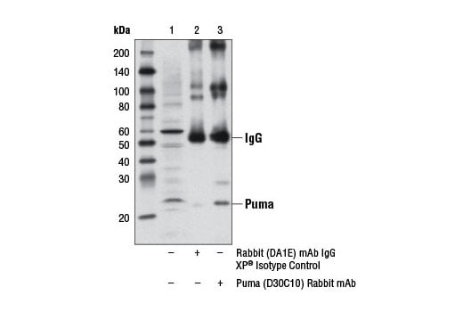 undefined Image 14: Pro-Apoptosis Bcl-2 Family Antibody Sampler Kit II