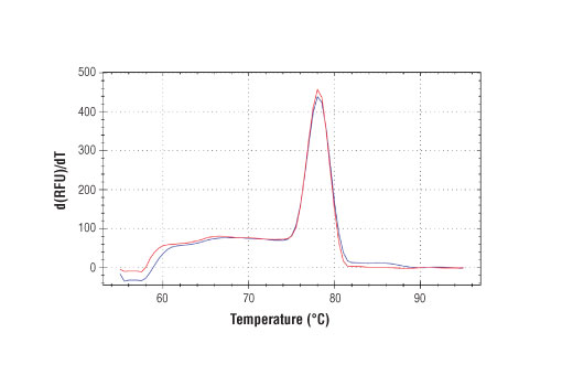 Chromatin Immunoprecipitation Image 1: SimpleChIP<sup>®</sup> Human ZNF19 Intron 3 Primers