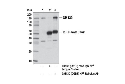 Immunoprecipitation Image 1: GM130 (D6B1) XP<sup>®</sup> Rabbit mAb