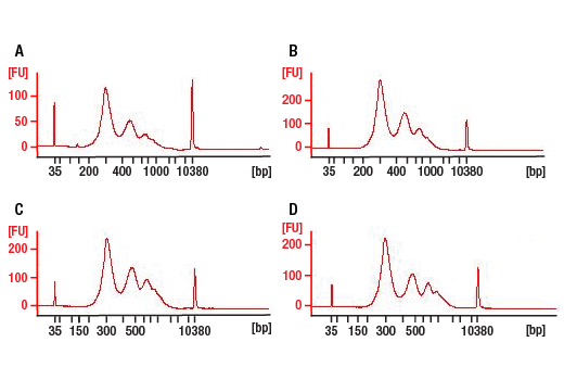 Chromatin Immunoprecipitation Image 4: DNA Library Prep Kit for Illumina Systems (ChIP-seq, CUT&RUN)