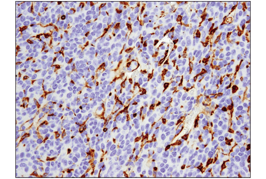 Immunohistochemistry Image 1: VISTA (D5L5T) XP<sup>®</sup> Rabbit mAb (BSA and Azide Free)