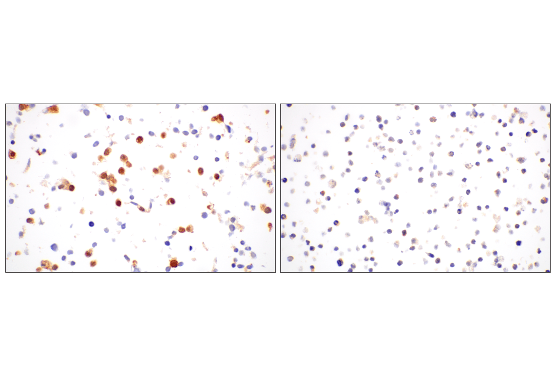 Immunohistochemistry Image 12: GPX4 (E5Y8K) Rabbit mAb