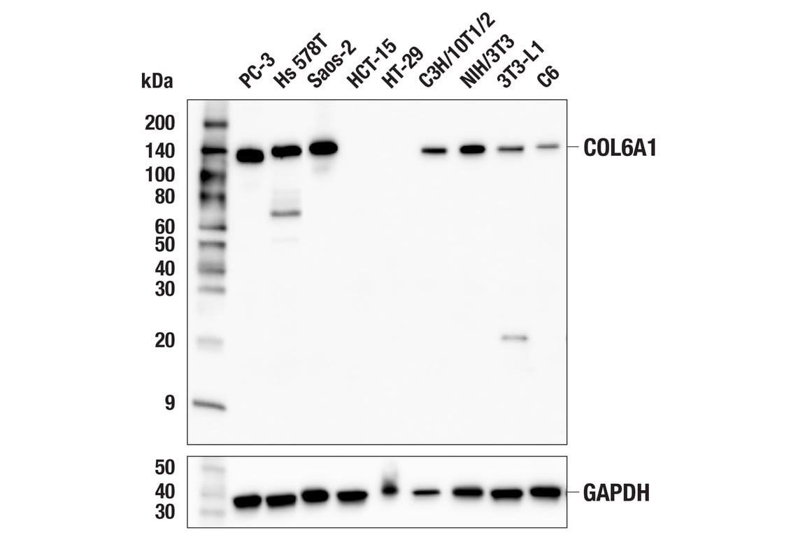 Western Blotting Image 1: COL6A1 (E9U3B) Rabbit mAb (BSA and Azide Free)