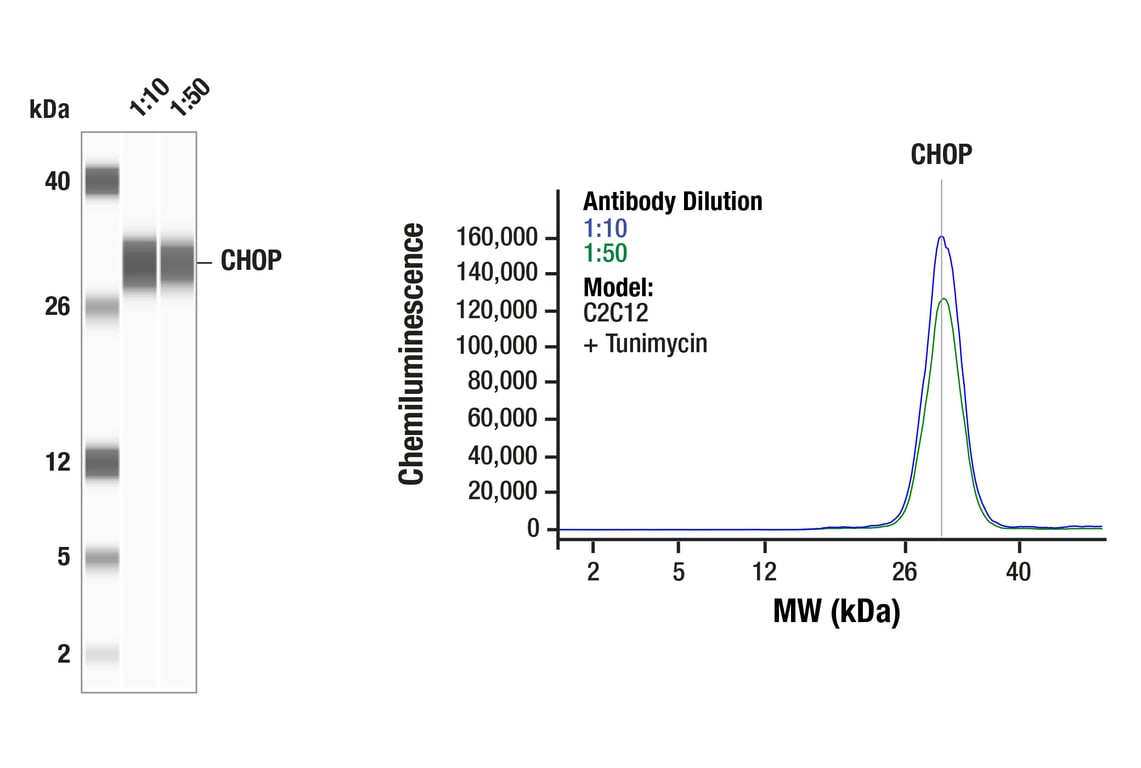 undefined Image 7: C/EBP Antibody Sampler Kit