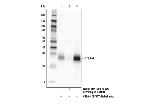undefined Image 18: Human Exhausted T Cell Antibody Sampler Kit