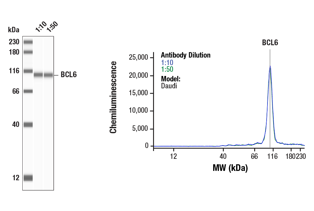 Western Blotting Image 1: BCL6 (D4I2V) XP<sup>®</sup> Rabbit mAb