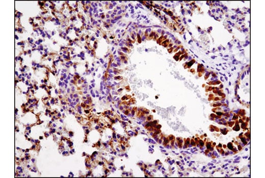 Immunohistochemistry Image 4: Phospho-HSP27 (Ser82) (D1H2F6) XP<sup>®</sup> Rabbit mAb (BSA and Azide Free)