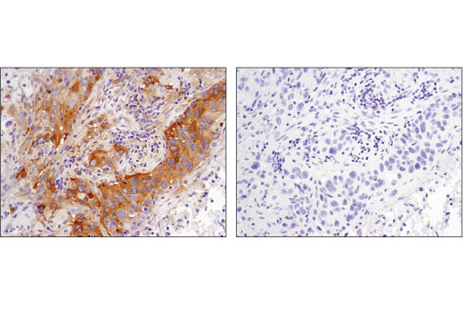 Immunohistochemistry Image 2: Phospho-CAD (Ser1859) (D5K5W) Rabbit mAb