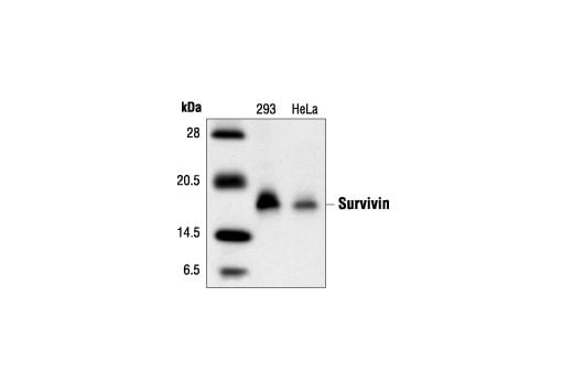 Western Blotting Image 1: Survivin (6E4) Mouse mAb