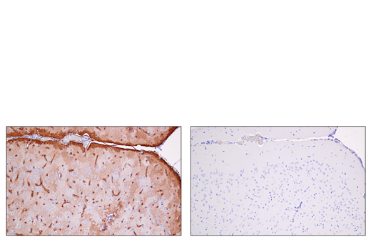 Immunohistochemistry Image 3: AQP4 (D1F8E) XP<sup>®</sup> Rabbit mAb (BSA and Azide Free)