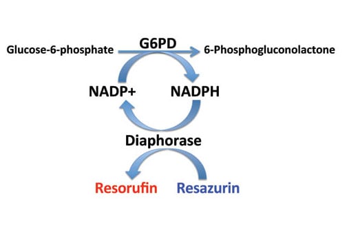 Glucose-6-Phosphate Dehydrogenase (G6PD) Activity Assay Kit: Image 1