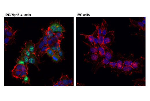 Immunofluorescence Image 1: Cas9 (<i>S. pyogenes</i>) (7A9-3A3) Mouse mAb (BSA and Azide Free)