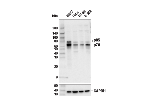 undefined Image 1: PhosphoPlus<sup>®</sup> p70 S6 Kinase (Thr389) Antibody Duet