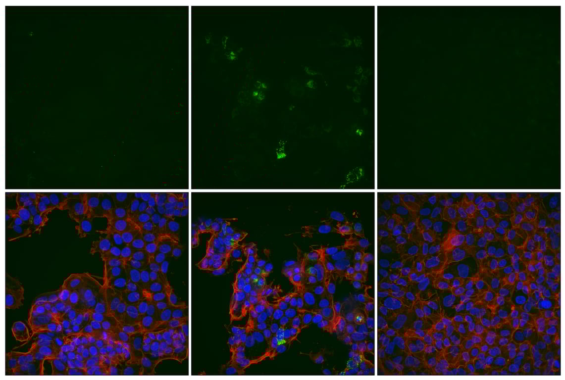 Immunofluorescence Image 1: Bax (E4U1V) Rabbit mAb (Alexa Fluor<sup>®</sup> 488 Conjugate)