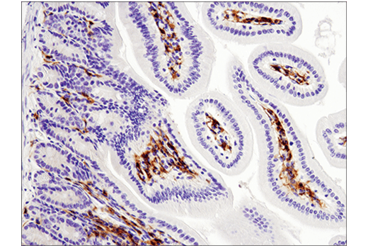 undefined Image 28: Mouse Reactive M1 vs M2 Macrophage IHC Antibody Sampler Kit