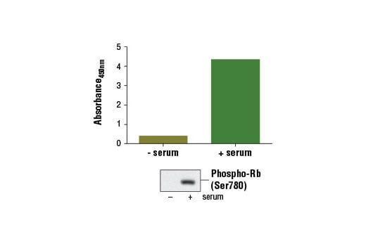 ELISA Image 1: PathScan<sup>®</sup> Phospho-Rb (Ser780) Sandwich ELISA Kit