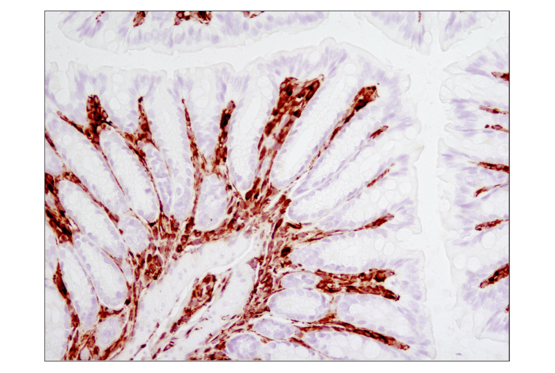 undefined Image 36: Cell Fractionation Antibody Sampler Kit