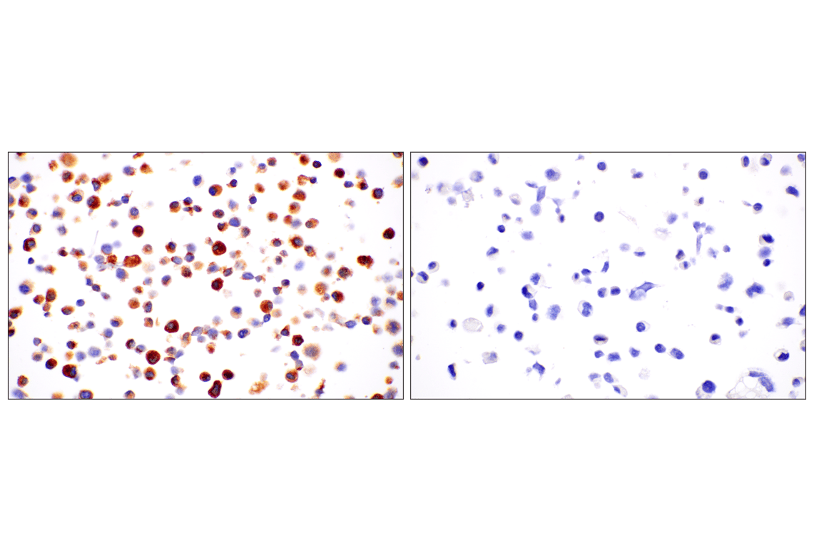 Immunohistochemistry Image 7: C1QB (E3U6X) Rabbit mAb