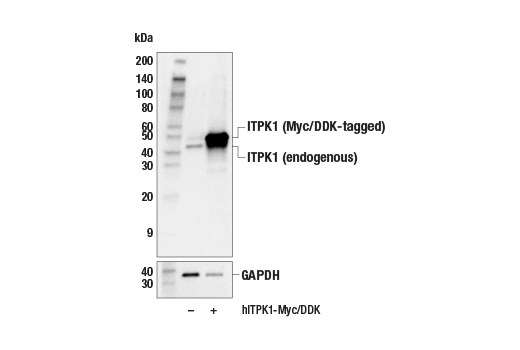 Western Blotting Image 1: ITPK1 (E9H3U) Rabbit mAb