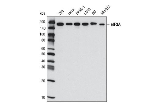 Western Blotting Image 1: eIF3A (D51F4) XP® Rabbit mAb