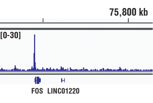 undefined Image 10: PhosphoPlus<sup>®</sup> Stat3 (Tyr705) Antibody Duet