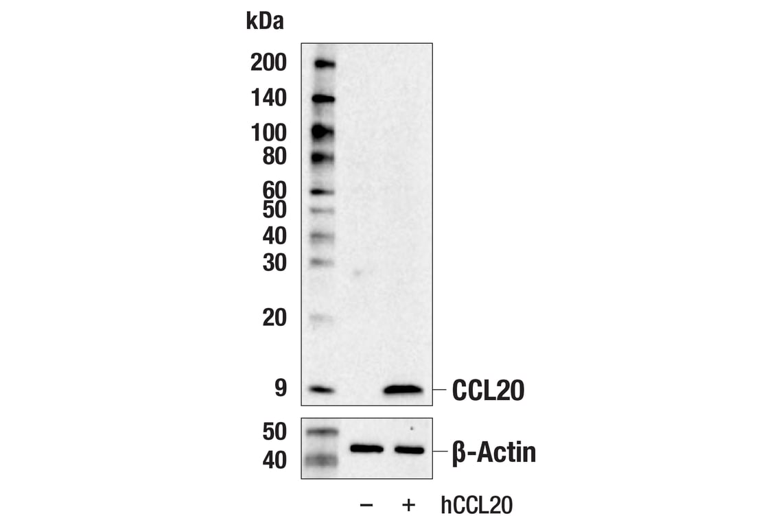 Western Blotting Image 2: CCL20 (E6J9K) Rabbit mAb