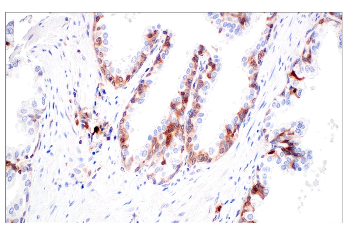 Immunohistochemistry Image 6: SerpinB1 (E4W7B) Rabbit mAb