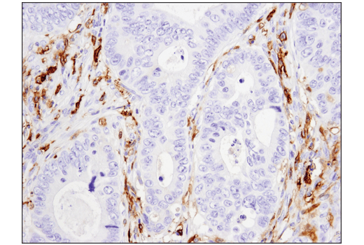 Immunohistochemistry Image 1: CD14 (D7A2T) Rabbit mAb (IHC Formulated)