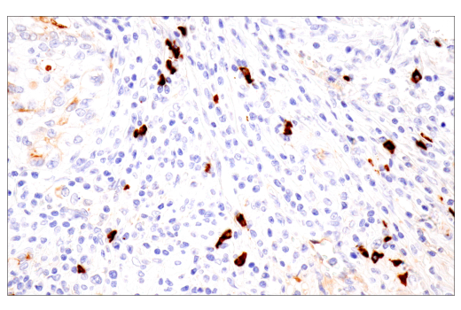 Immunohistochemistry Image 1: IgA (N1CLA) Mouse mAb