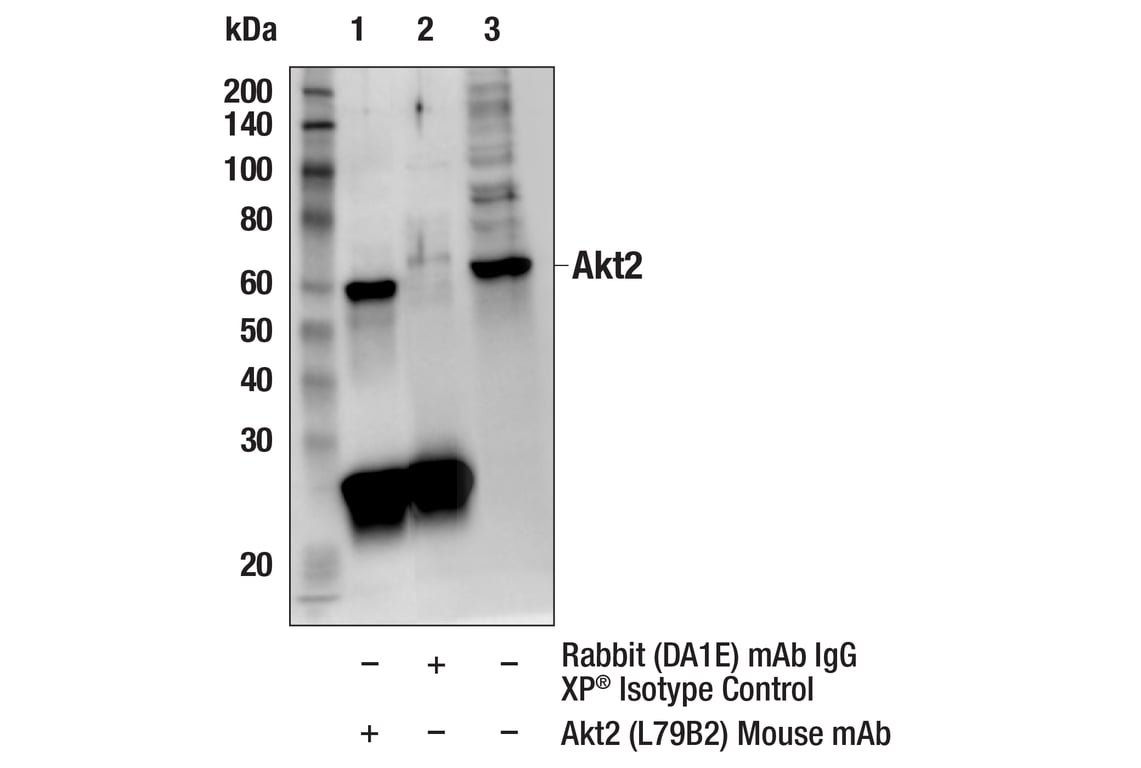 Immunoprecipitation Image 1: Akt2 (L79B2) Mouse mAb
