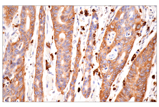 Immunohistochemistry Image 4: p22phox (E7Y1F) XP<sup>®</sup> Rabbit mAb
