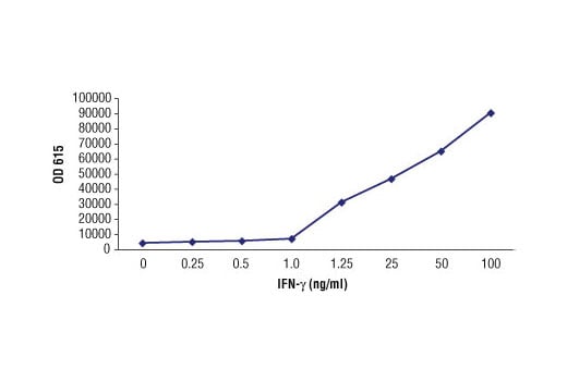E Image 1: IFN-γ (3F1E3) Mouse mAb