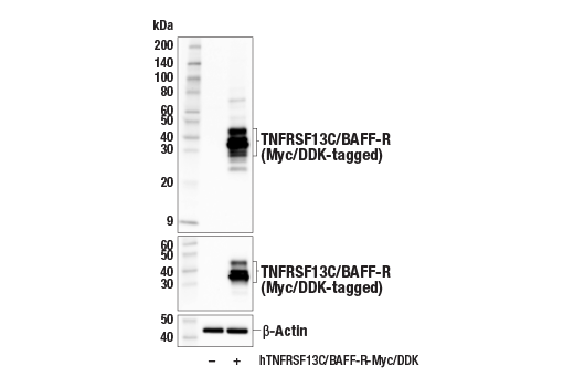 Western Blotting Image 2: TNFRSF13C/BAFF-R (E3C1Q) XP<sup>®</sup> Rabbit mAb (BSA and Azide Free)