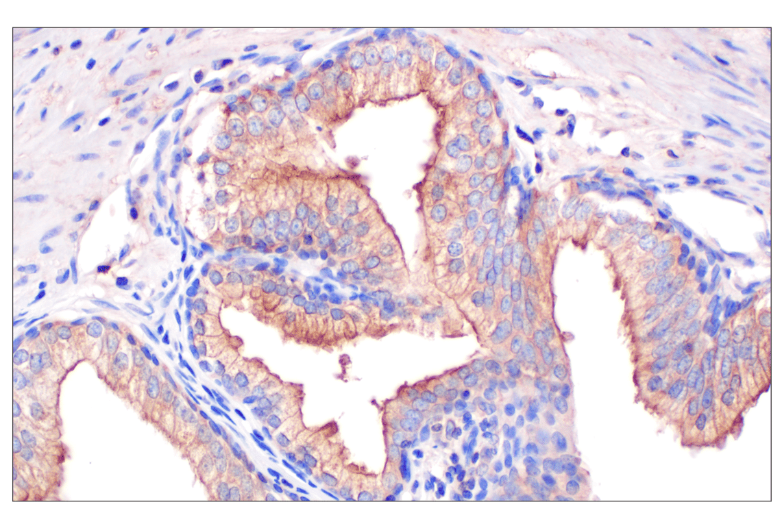 Immunohistochemistry Image 1: GLIPR2 (F7H7V) Rabbit mAb