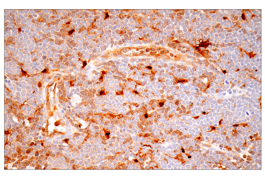 Immunohistochemistry Image 5: IL-18 (E3G8R) Rabbit mAb