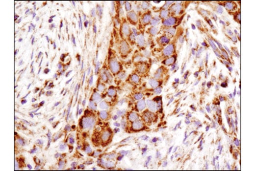 Immunohistochemistry Image 1: C1QBP (D7H12) XP<sup>®</sup> Rabbit mAb