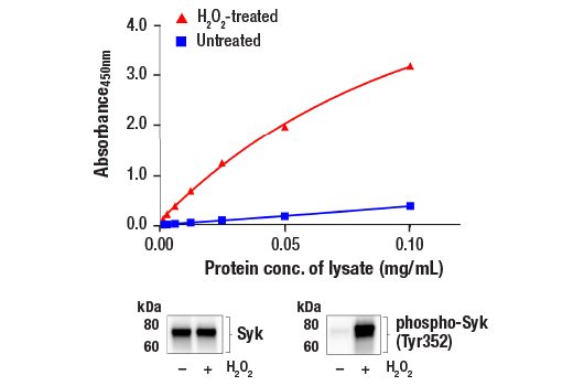 ELISA Image 1: FastScan<sup>™</sup> Phospho-Syk (Tyr352) ELISA Kit