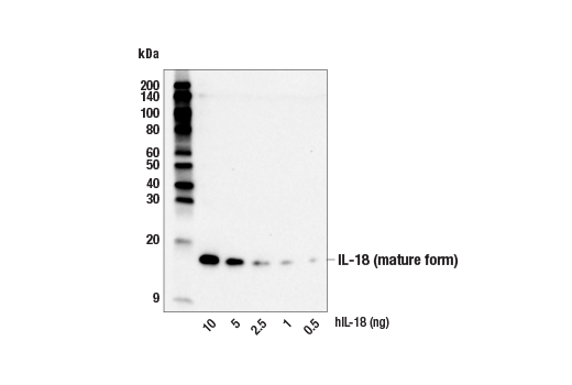 Western Blotting Image 2: IL-18 (E3G8R) Rabbit mAb