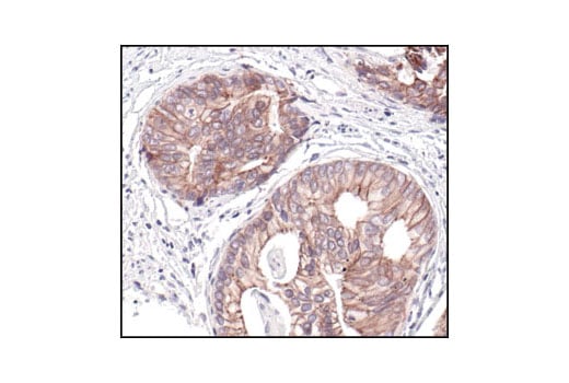 Immunohistochemistry Image 3: Pan-Cadherin Antibody