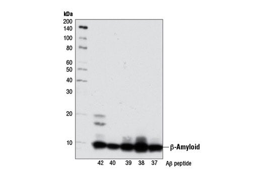 Western Blotting Image 1: β-Amyloid (D54D2) XP<sup>®</sup> Rabbit mAb