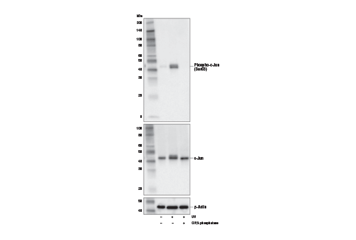 Western Blotting Image 1: Phospho-c-Jun (Ser63) (E6I7P) XP® Rabbit mAb