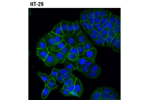 Immunofluorescence Image 1: MRP4/ABCC4 (D2Q2O) Rabbit mAb