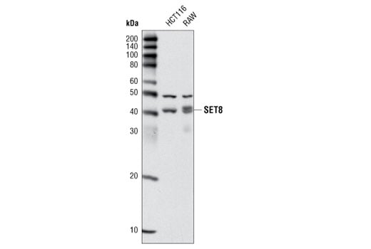 Western Blotting Image 1: SET8 (C18B7) Rabbit mAb