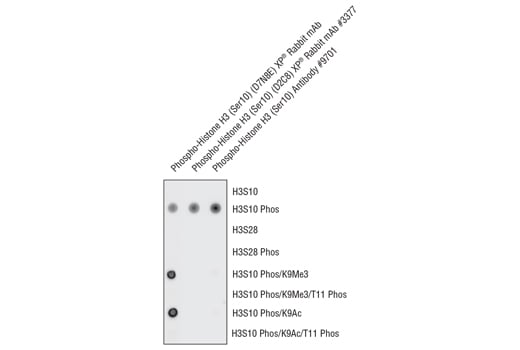 undefined Image 1: Phospho-Histone H3 (Ser10) (D7N8E) XP<sup>®</sup> Rabbit mAb (BSA and Azide Free)