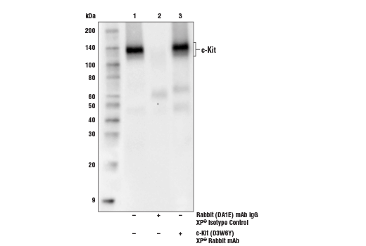 Immunoprecipitation Image 1: c-Kit (D3W6Y) XP<sup>®</sup> Rabbit mAb